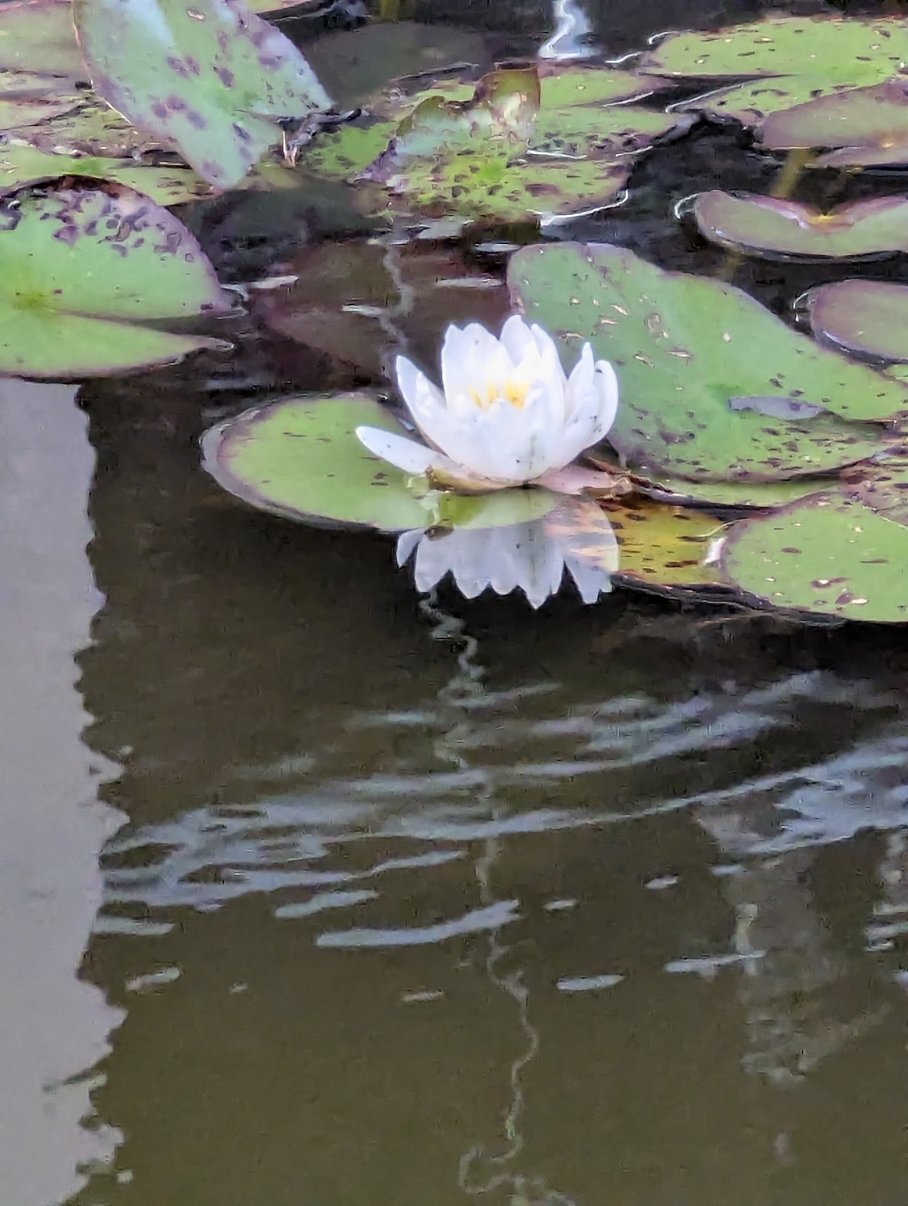 Lyngby,DTU, SSPC, Denmark